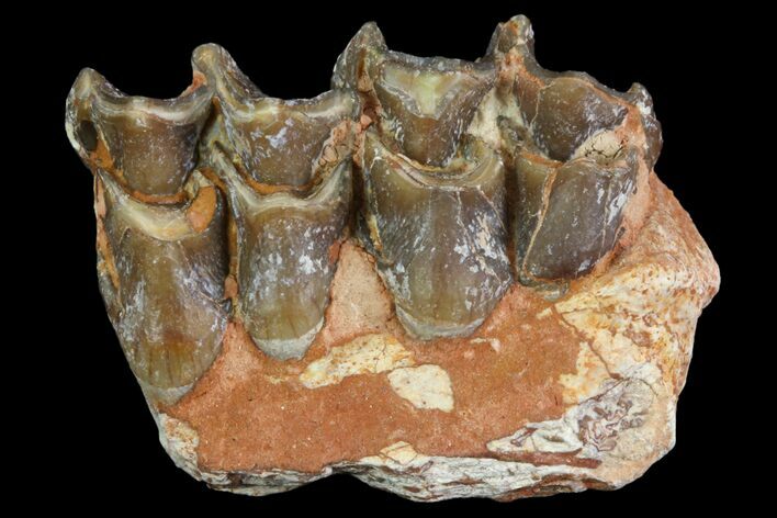 Oreodont Jaw Section With Teeth - South Dakota #81943